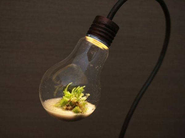 lamp-terrarium