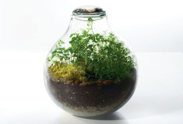 terrariums