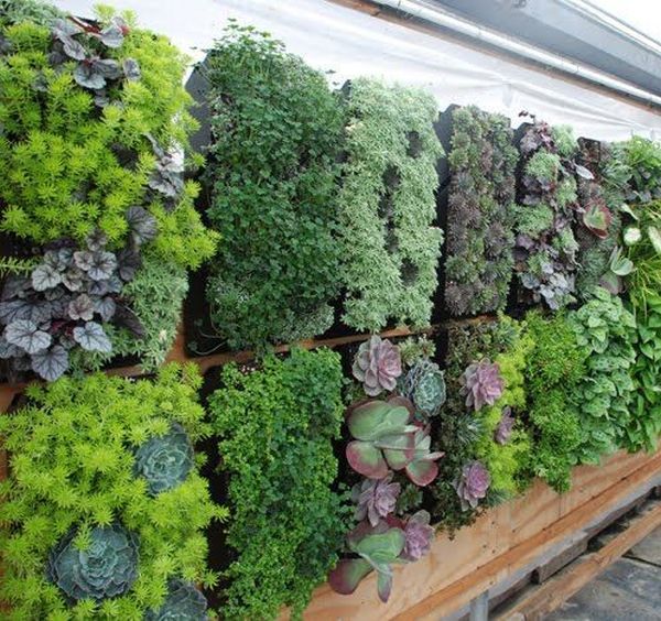 wall-garden