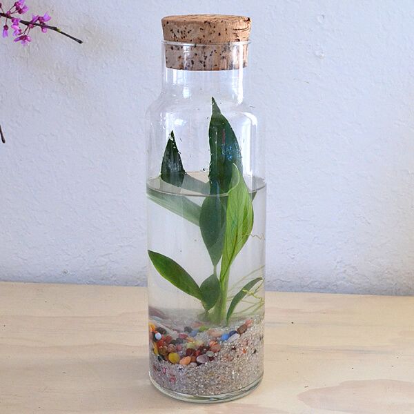 water-terrariums