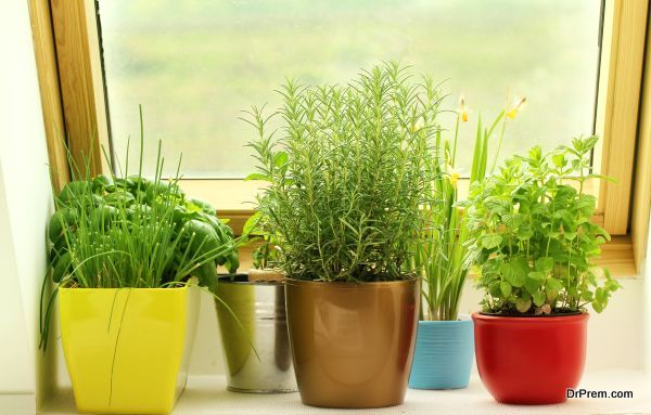 herbs growing on window