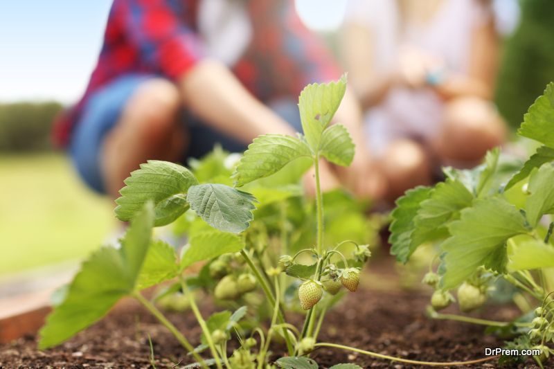 Growing herbs in ground