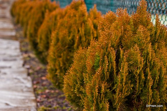 cypress leyland growing