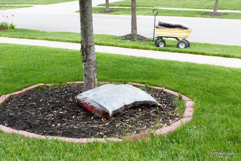 Mulching the trees