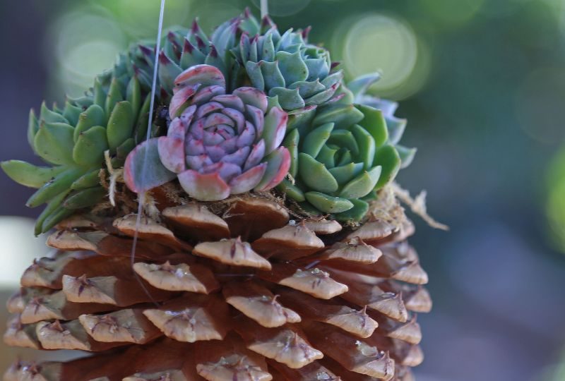 pine cone planter