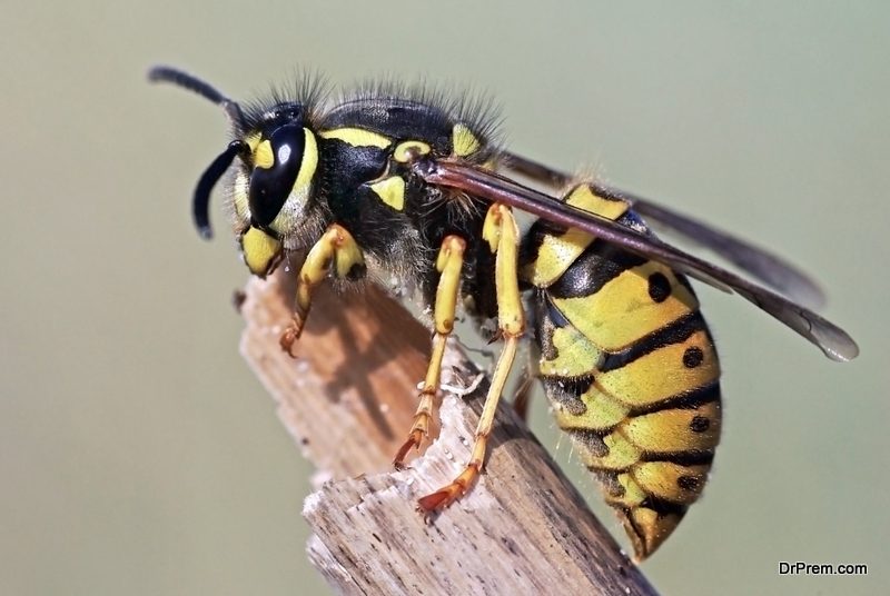 Get-Rid-Of-Wasps