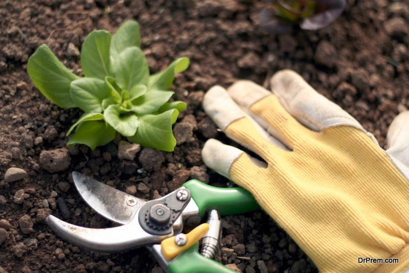 harvest the garden