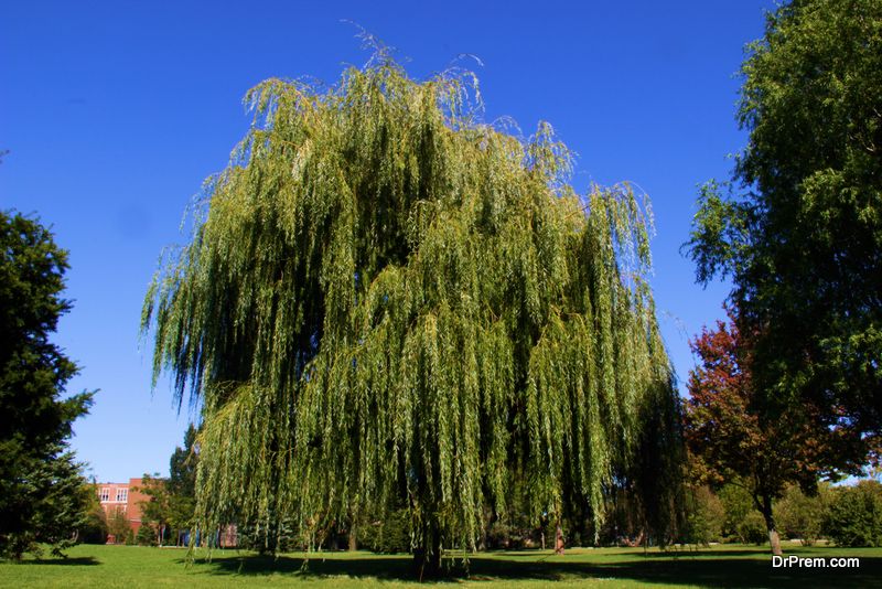 a Weeping Willow tree