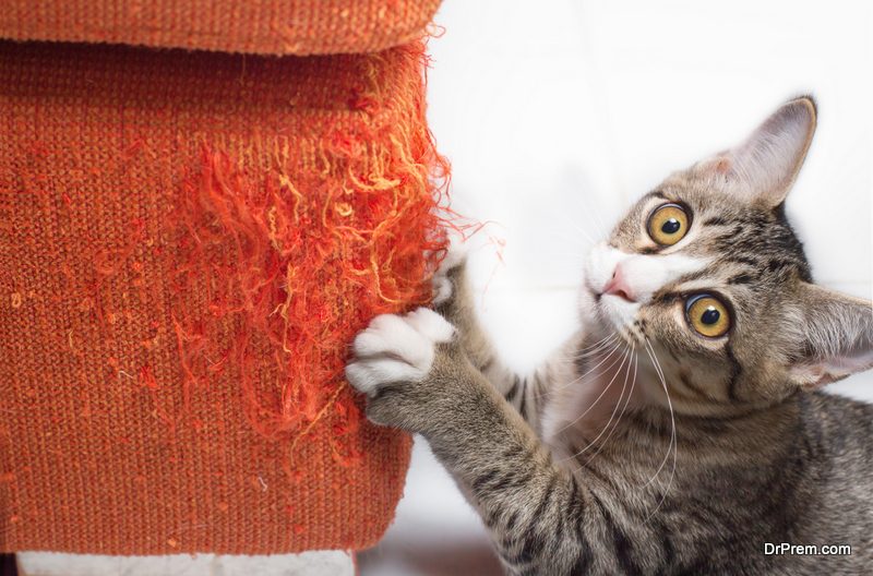 cat- proofing your furniture