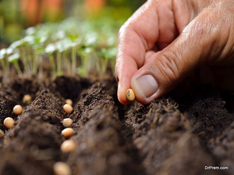 disease-resistant seeds