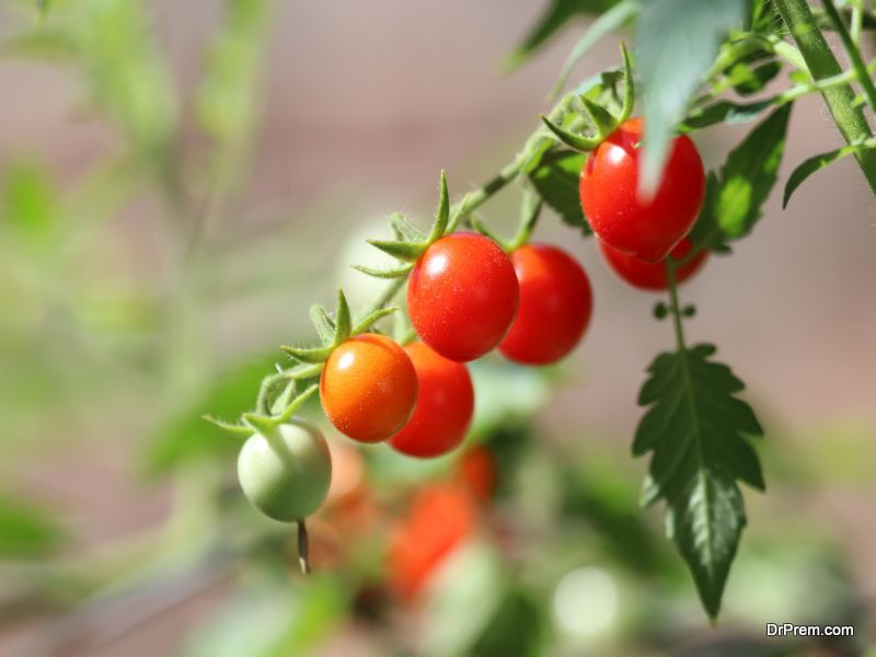 harvest  tomato