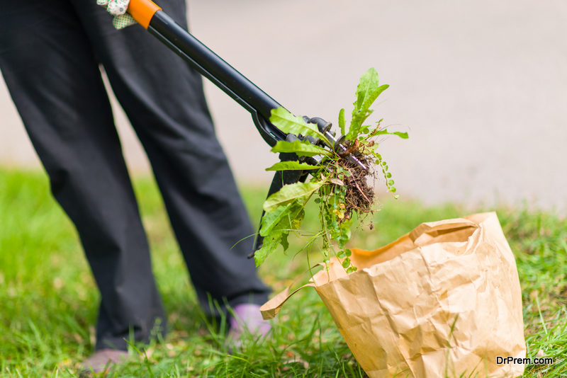 Weeding-and-pest-control