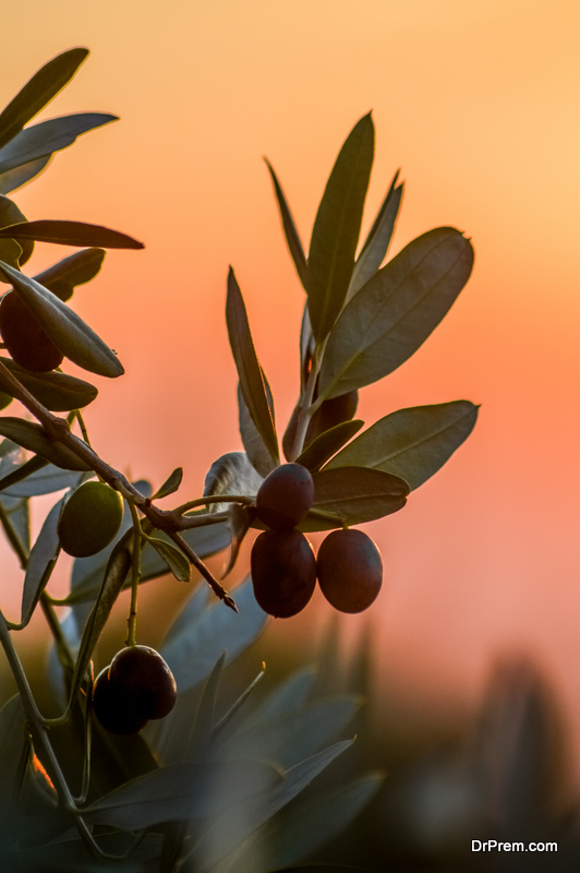 olive trees