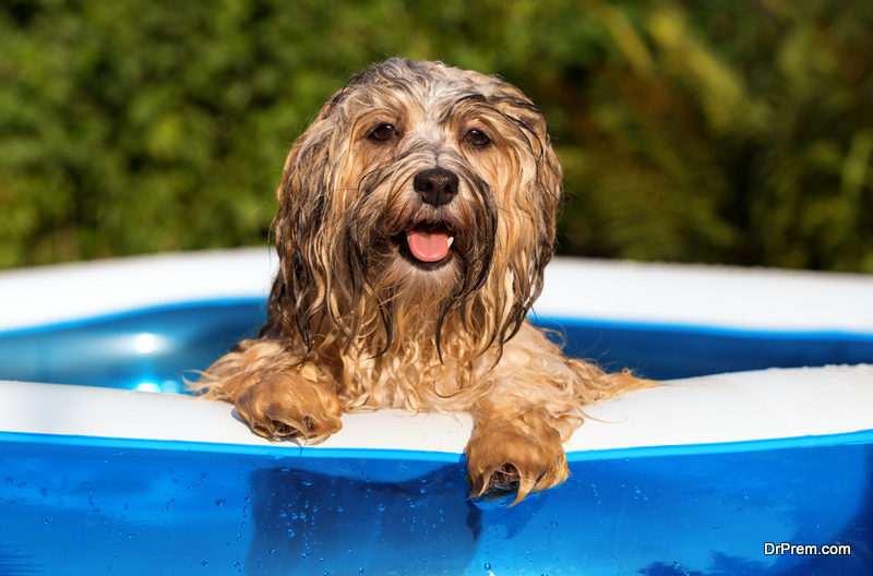 swimming pools for dogs