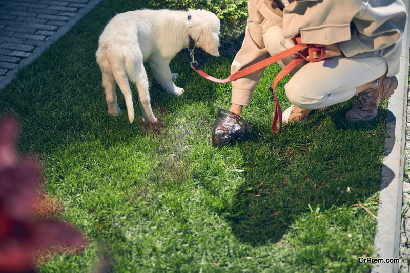 Dog poop may frequently accumulate on the lawn