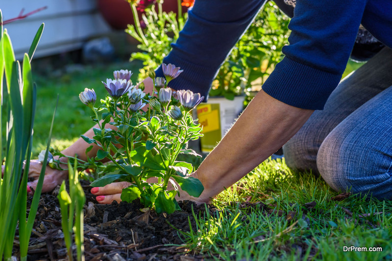 Color in Your Garden