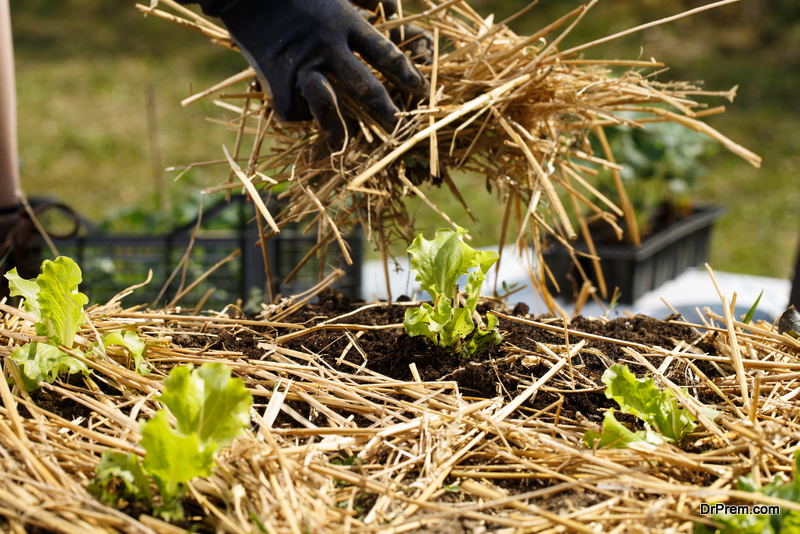 Organic Mulch