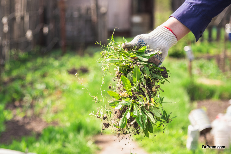 Winter Gardening Tasks