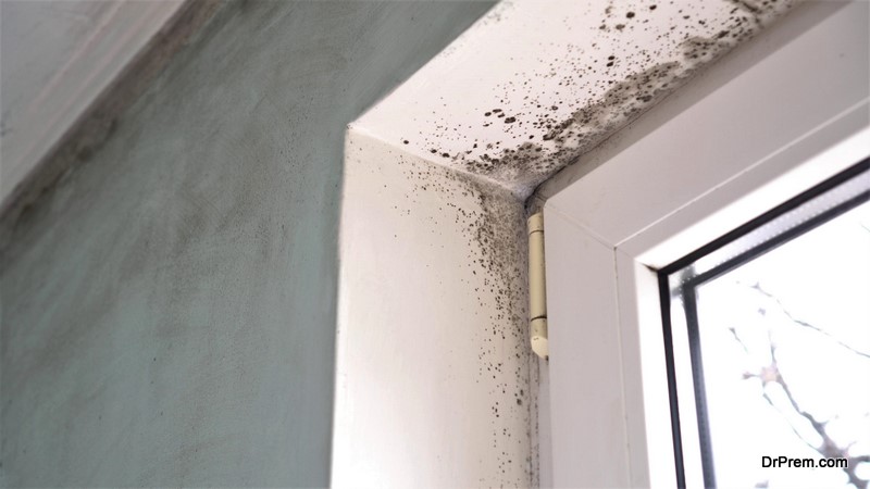 Mold growth