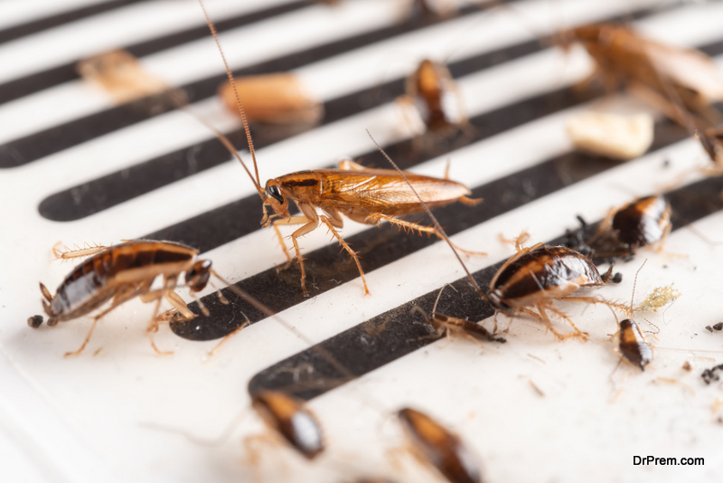 7 Signs of Cockroach Infestation and How to Get Rid of Them - Hometone ...