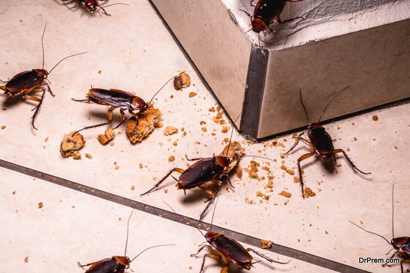 Cockroaches Found in Australian Homes