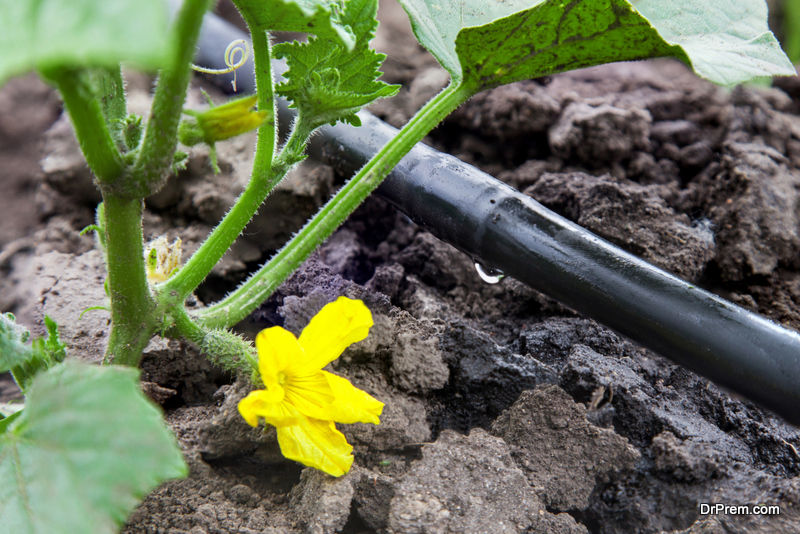 drip irrigation