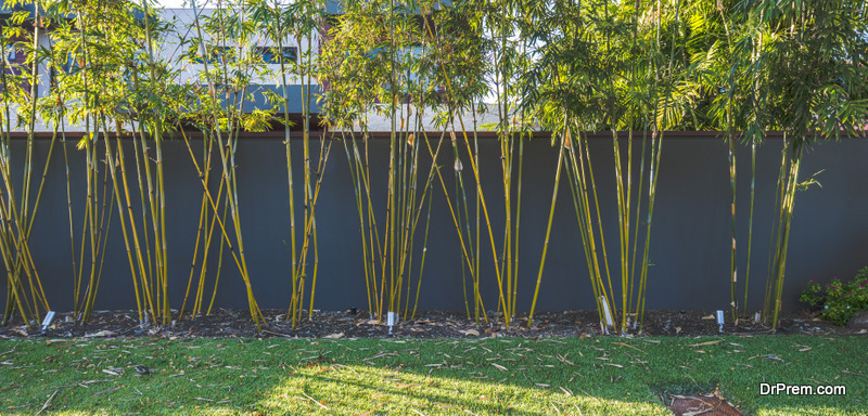 grow tall and large bamboos