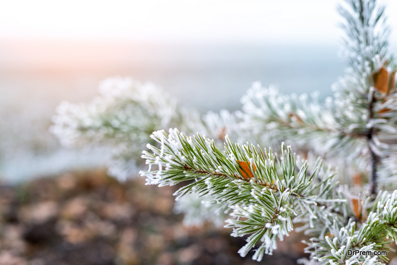 Frost Damage Certain Trees