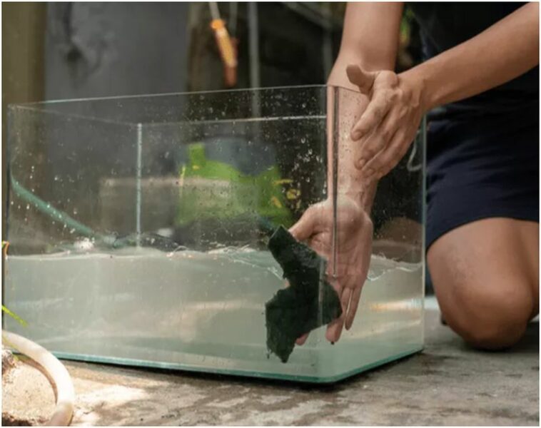 Fish Tank cleaning