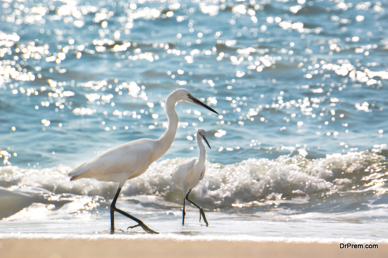 Wildlife-of-florida