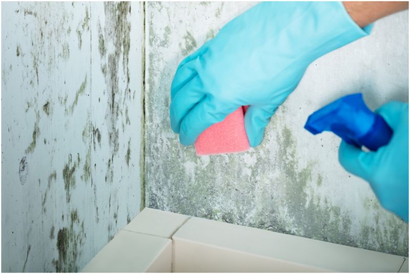 Know About Mold and Its Effects on the Health