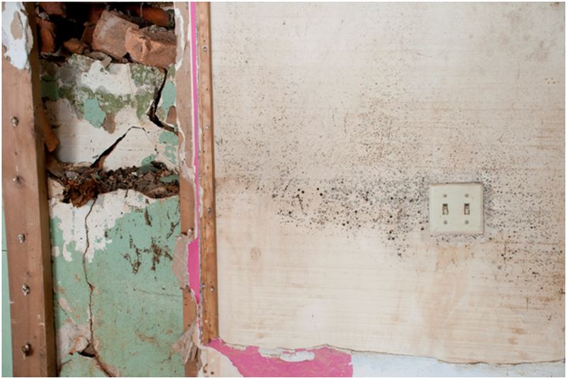 Mold and Health