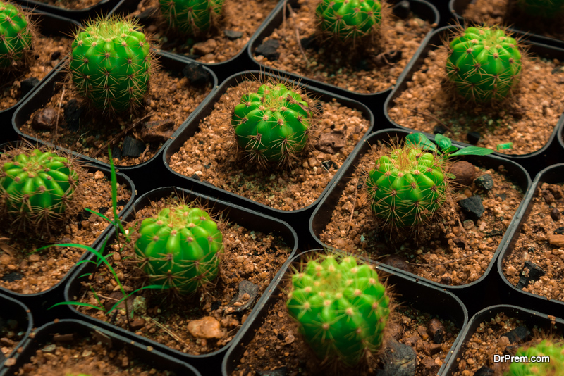 Greenhouse indoor plant