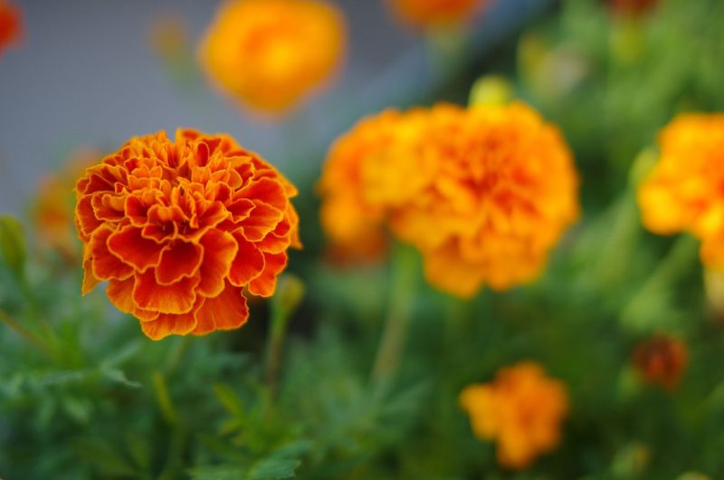 Marigolds