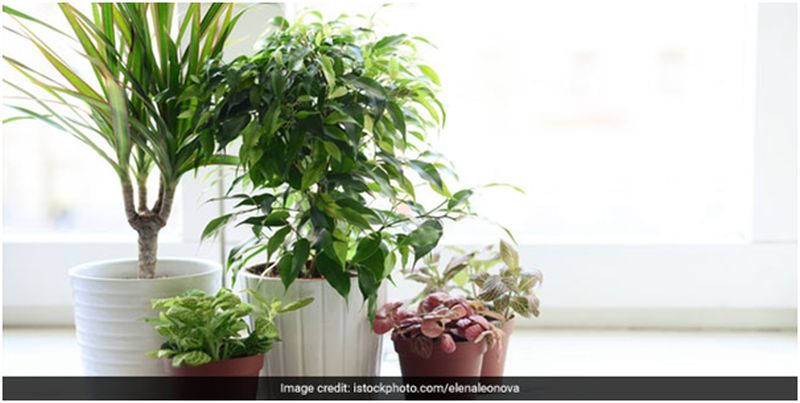 Place plants around your workstation 