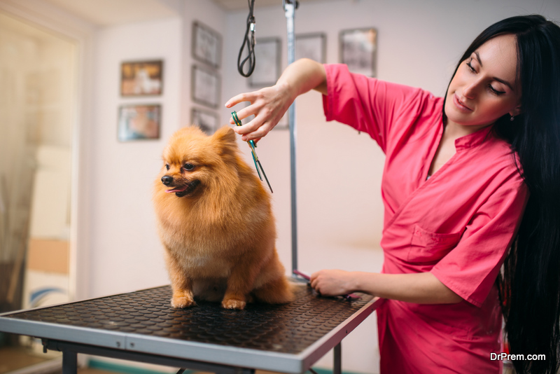 Tips for Getting Your Pet Groomed