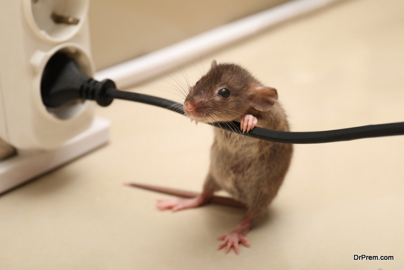 How to Handle a Rat Infestation in Your Apartment