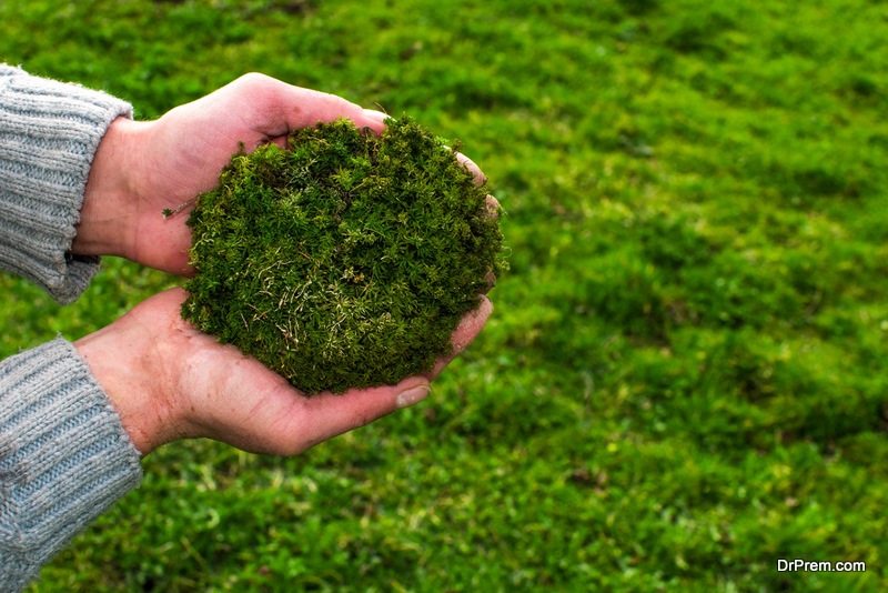 The Complete Guide to Planting Live Moss