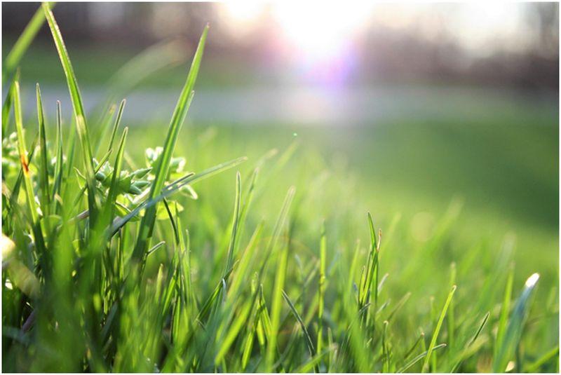 A Guide to Achieving a Lush Lawn