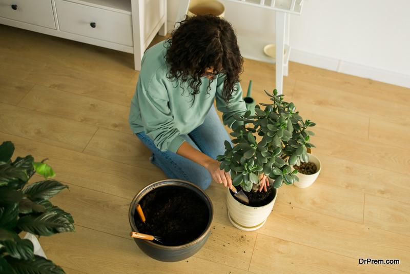 Plant Power 5 Surprising Benefits of Indoor Plants