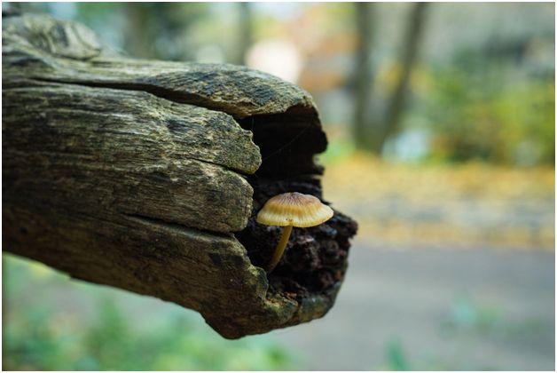 Promoting Biodiversity: Encouraging Beneficial Fungi in your Garden