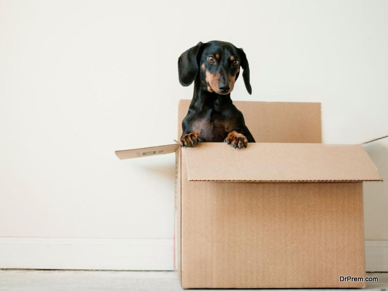 3 Tips for Moving with Pets