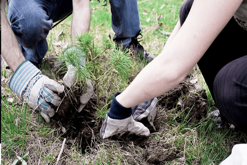 Benefits of Hiring Weed Control Services